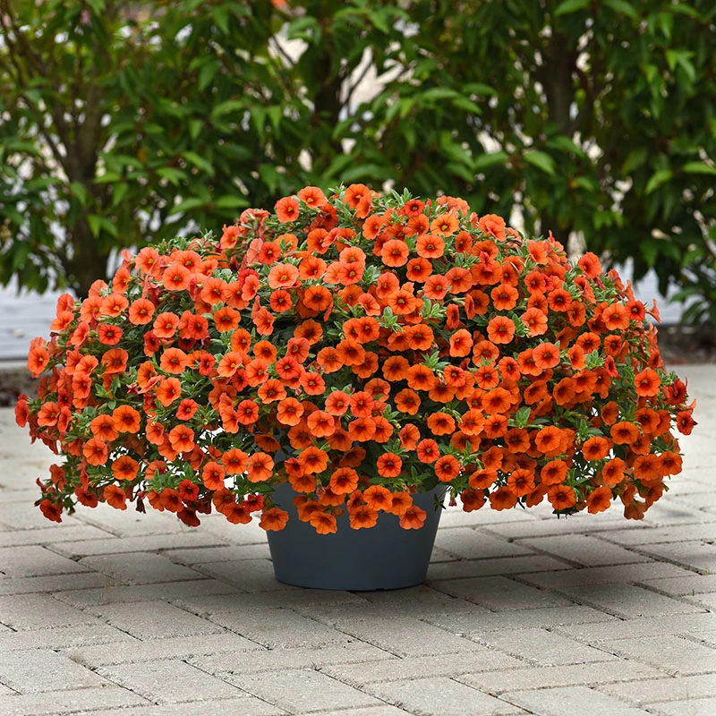КАЛИБРАХОЕ КАСКАДНО  Kabloom Orange (4037)